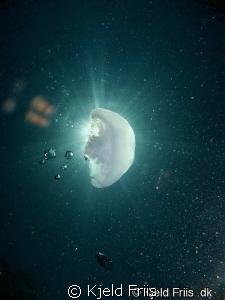 Moon Jellyfish by Kjeld Friis 